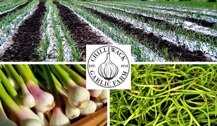 Chilliwack Garlic Farm: Chilliwack, BC